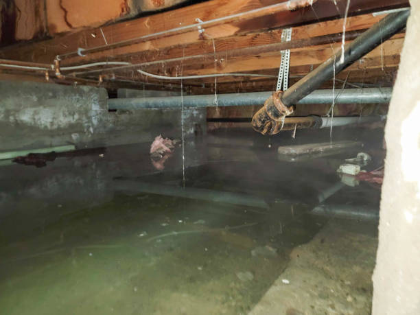 Best Ceiling water damage repair  in Laurel, MT